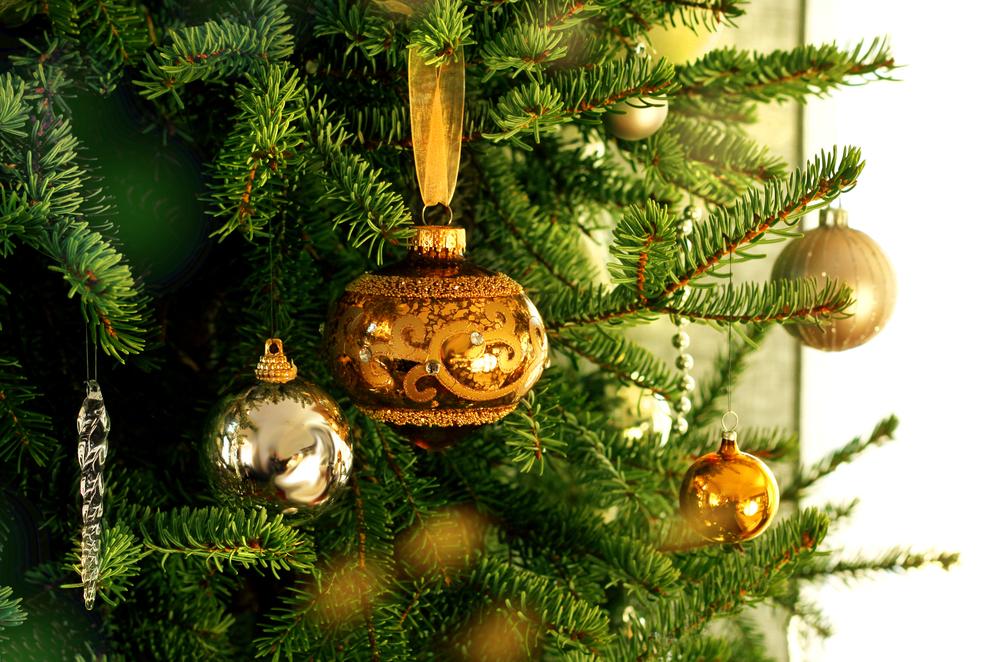 Real Christmas Trees - On Sale Now! - Earnshaws Fencing Centres