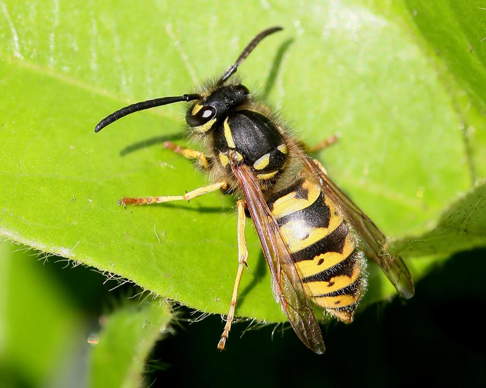 The Big Wasp Survey 2017 - Earnshaws Fencing Centres