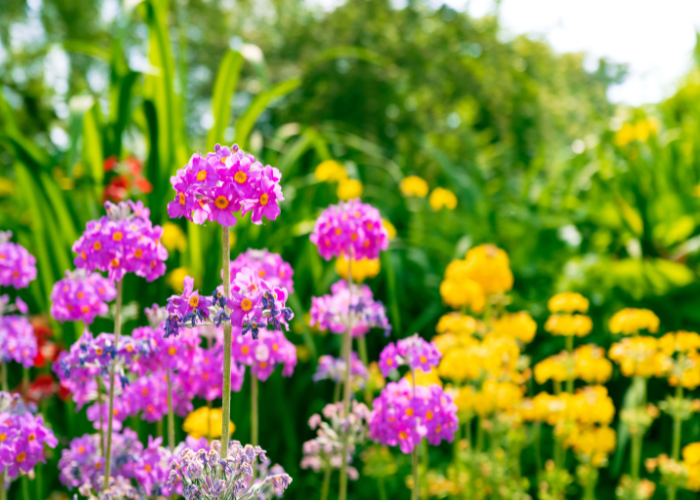 What to sow and grow in June Flowers