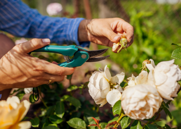 August garden Checklist