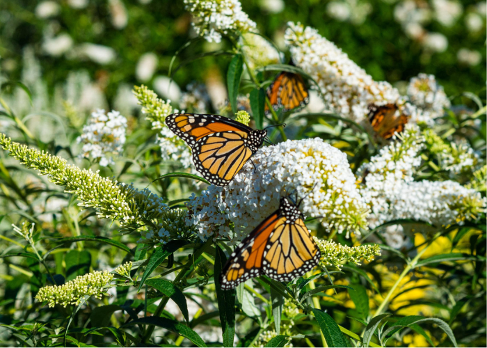 Wildlife Gardening