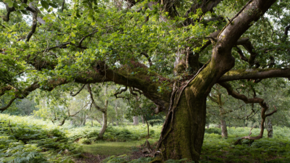 Tree Of The Year 2024!