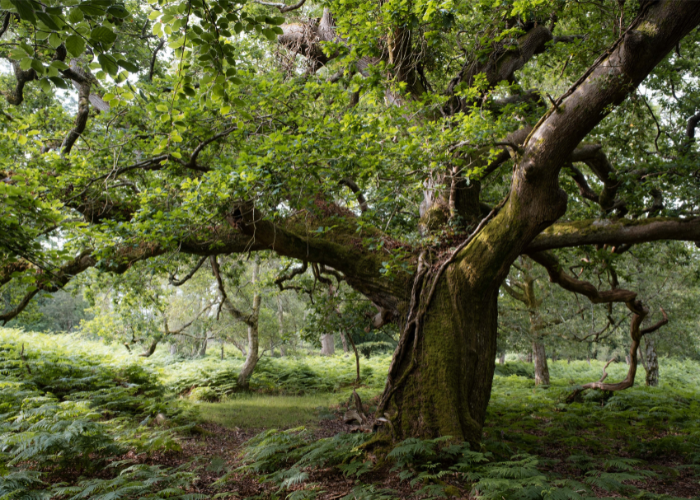 Tree of the year 2024