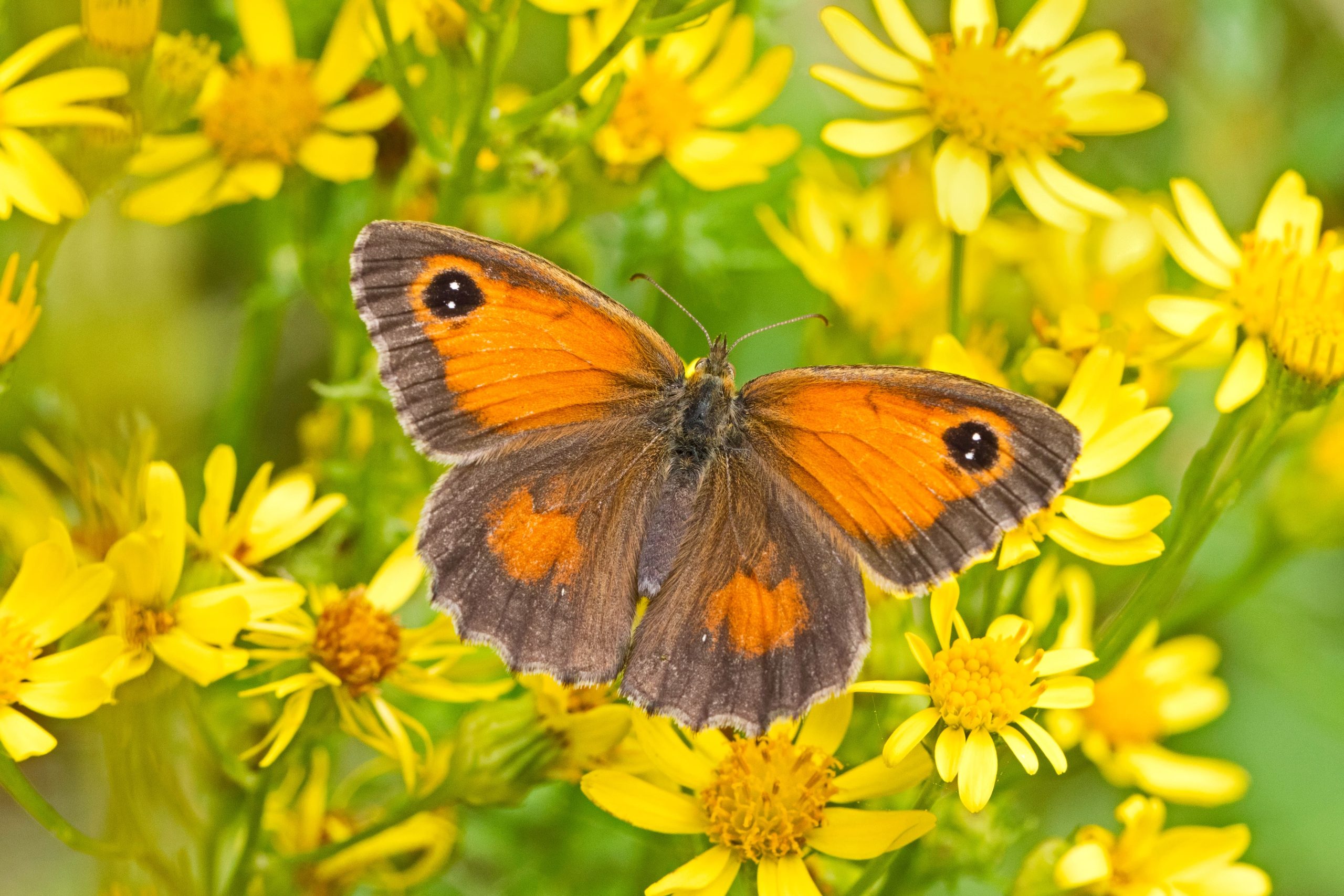 Butterfly Count 2024 results