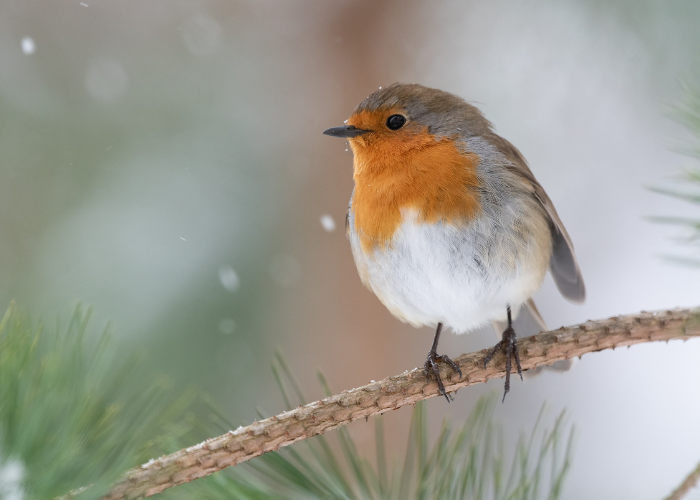 “feed the birds