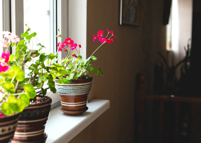 How to overwinter geraniums