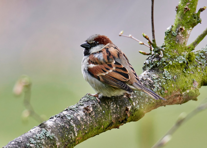 RSPB big garden birdwatch 2025