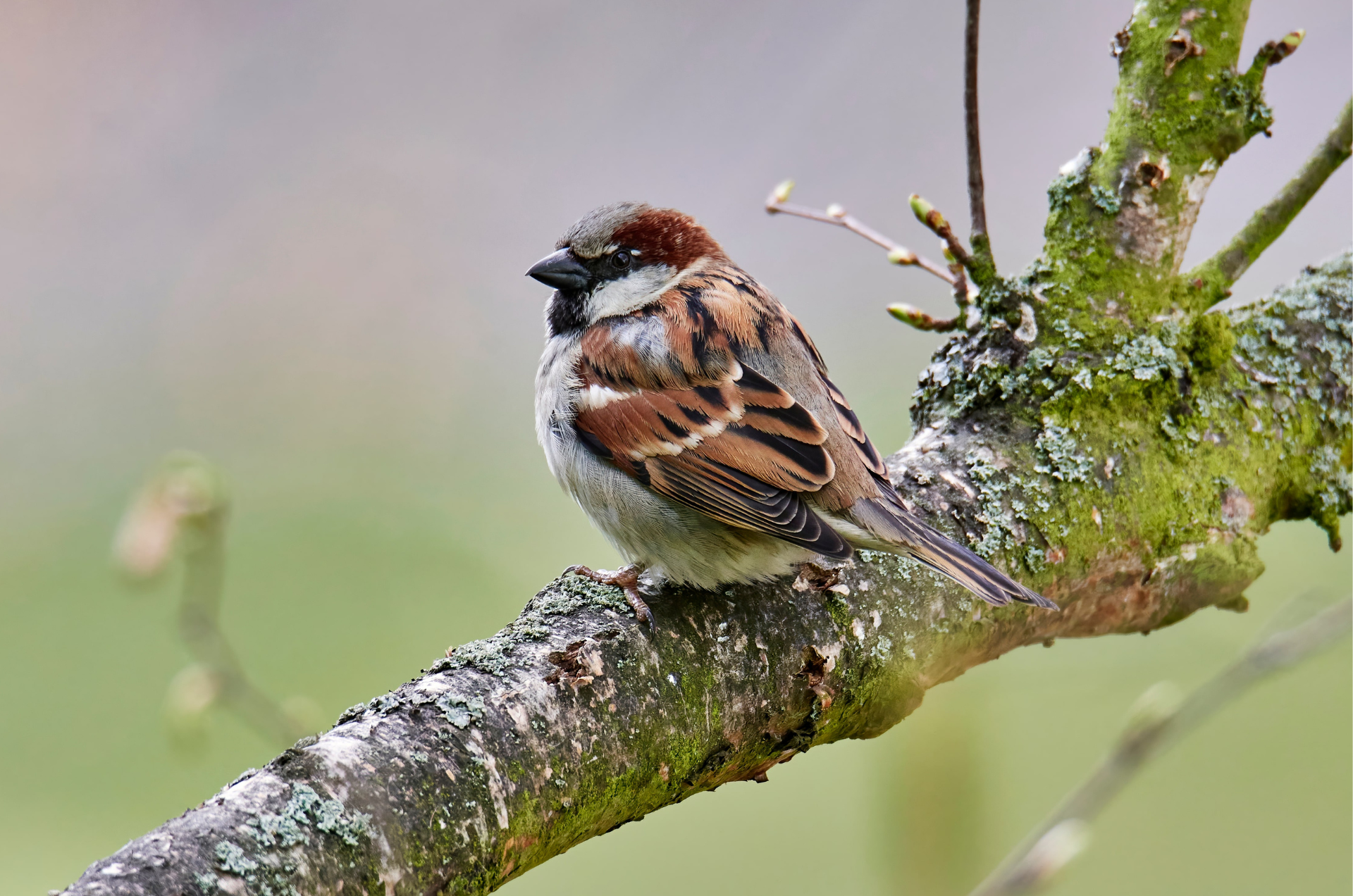 Join the Big Garden Birdwatch 2025