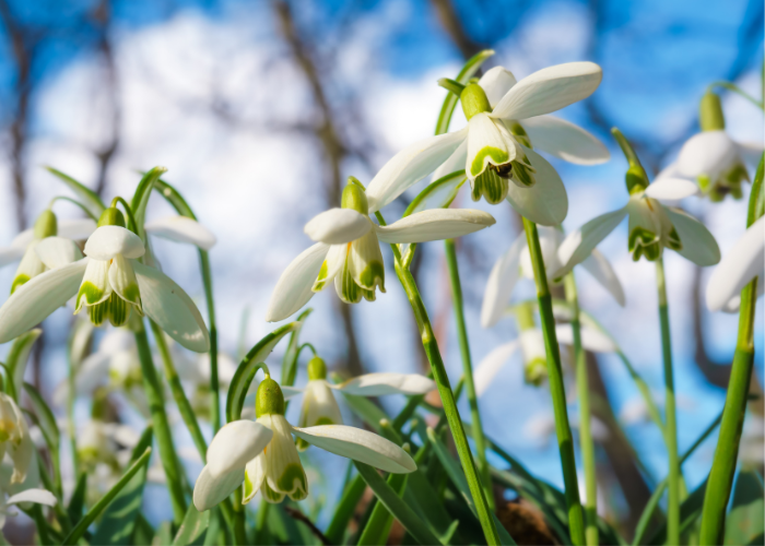 February garden checklist 2025