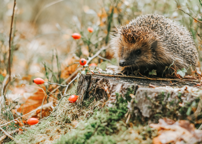 National Hedgehog Day 2025