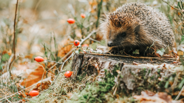 National Hedgehog Day 2025!