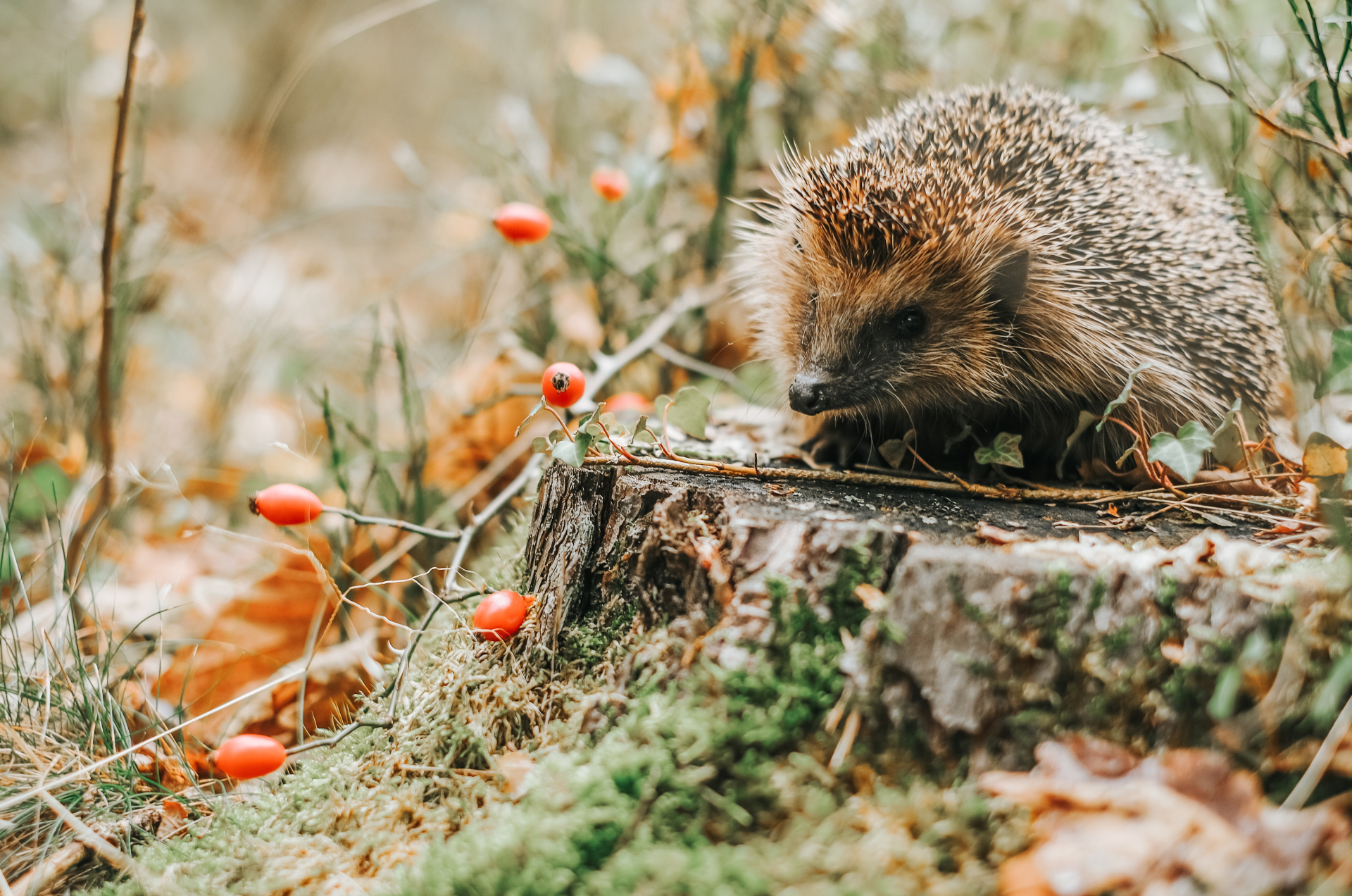 National Hedgehog Day 2025