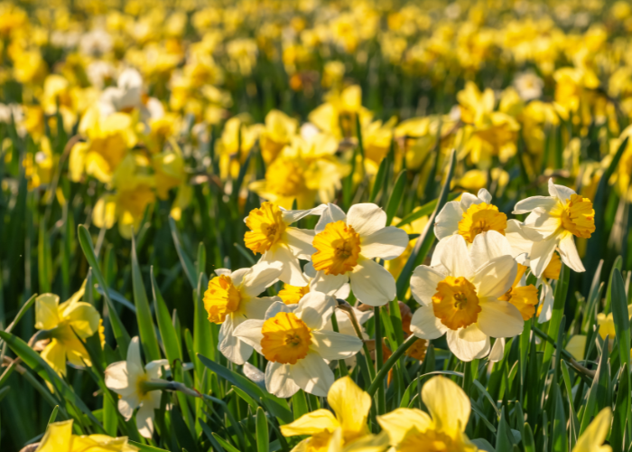 RHS daffodil diary