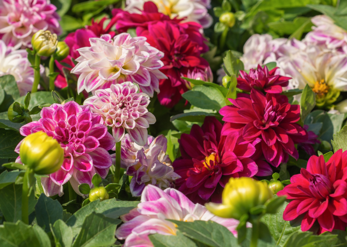 bedding plants