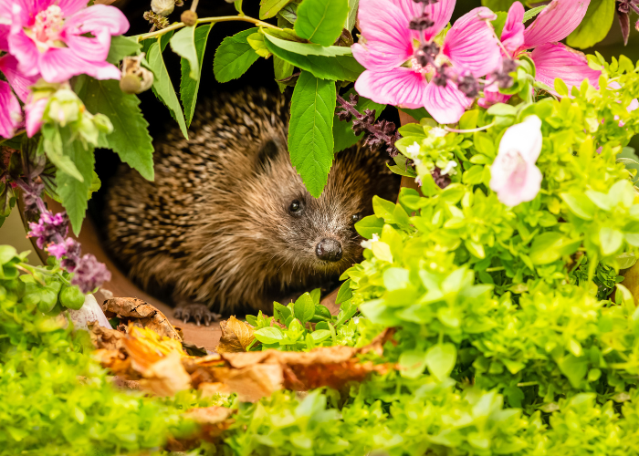 wildlife friendly garden